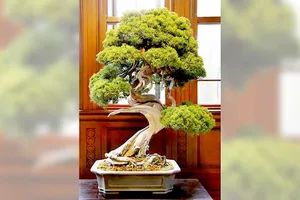 Trộm bonsai gần 120.000 USD