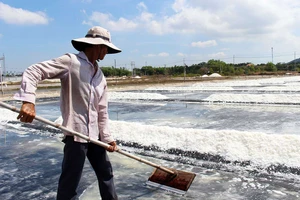 Diêm dân xã An Ngãi, huyện Long Điền thu hoạch muối