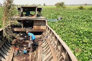 Lục bình dày đặc khiến ghe, thuyền không thể di chuyển được