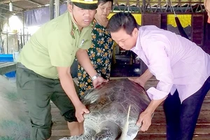 Nhận bàn giao cá thể rùa quý hiếm do ngư dân bắt được và thả về môi trường tự nhiên