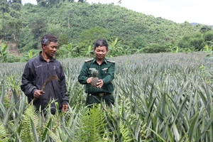 Thiếu tá Dương Công Dũng, cán bộ biên phòng Đồn Biên phòng Làng Ho, hướng dẫn đồng bào Pa Cô, Vân Kiều ở bản Trung Đoàn chăm sóc dứa trồng thí điểm 