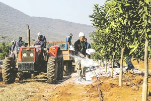 Một nông trại tại Limpopo, Nam Phi