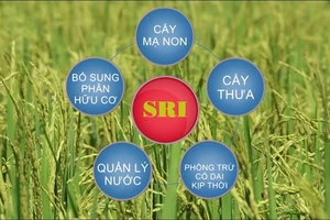 Hiệu quả từ SRI