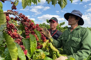 Ông Phạm Phú Ngọc, Trưởng nhóm Hỗ trợ Nông nghiệp Nestlé Việt Nam hướng dẫn nông dân thực hành chăm sóc cà phê trên vườn