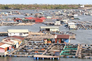 Lồng bè nuôi trồng thủy sản dày đặc trên sông Chà Và