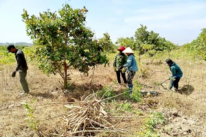  Nông dân xã Ia Mơ, huyện Chư Prông, tỉnh Gia Lai thu hoạch mì