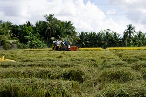 Hậu Giang đẩy nhanh tiến độ thu hoạch lúa hè thu