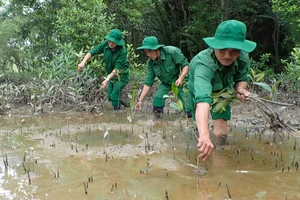 Lực lượng Thanh niên xung phong TPHCM tích cực trồng cây mới thay những cây bị gãy đổ tại rừng phòng hộ Cần Giờ. Ảnh: HOÀNG HÙNG