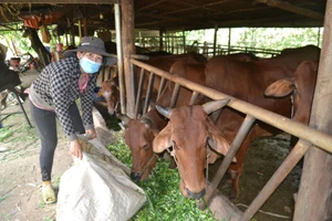 Các hộ dân ở huyện Bù Đốp làm chuồng trại kiên cố để nuôi bò, tăng thêm thu nhập