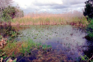 Một góc vườn quốc gia Everglades