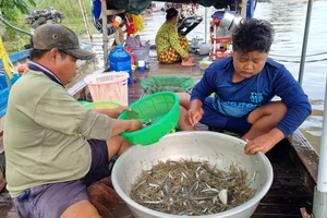 Gia đình ông Nguyễn Văn Mía (ấp Phú Nghĩa, xã Phú Hội, huyện An Phú) lênh đênh trên ghe hết mùa lũ 