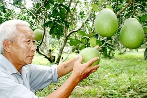  Trái bưởi tươi của Việt Nam là loại trái cây thứ 7 của Việt Nam được phép nhập khẩu vào Hoa Kỳ