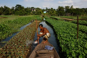 Anh Mohammad Ibrahim đang tưới tiêu hoa màu trên bè nổi của mình Ảnh: Reuters