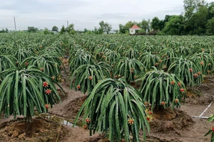 Theo người dân, giá thanh long 8.000-10.000 đồng/kg hiện nay, người trồng vẫn có lời