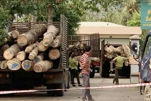 Cơ quan chức năng tỉnh Đồng Nai huy động nhiều xe máy cày chở tang vật trong vụ án băng rừng về tập kết tại Hạt Kiểm lâm liên huyện Xuân Lộc - Long Khánh. Ảnh: TTXVN 