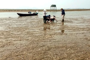 Nhiều diện tích tại bãi bồi ven sông Rào Cái (xã Đỉnh Bàn) có nghêu nuôi bị chết hàng loạt