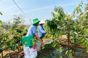 Lễ hội cà phê Buôn Ma Thuột lần 8-2023: Tây Nguyên là quê hương mới của cà phê vối