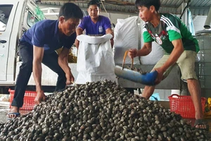 Vận chuyển sò huyết tới chợ đầu mối Bình Điền (TPHCM) ngay trong đêm để kịp tiêu thụ