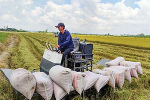 Tạo sức bật cánh đồng lúa lớn - Bài 2: Cánh đồng lớn nhỏ dần