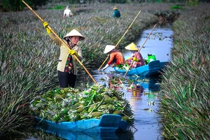 Mùa thu hoạch khóm Cầu Đúc (tỉnh Hậu Giang). Ảnh: LÝ ANH LAM