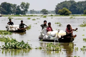 Nông dân tại bang Assam, Ấn Độ di dời lúa để tránh lũ