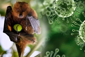 Dơi ăn quả là nguồn lây bệnh của virus Nipah. Ảnh: INDIA POSTS ENGLISH