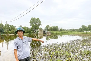 Quảng Bình: Nhiều diện tích rau, hoa bị ngập úng