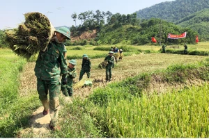 Thu hoạch lúa giúp đồng bào nơi biên cương