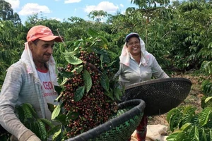 Nông dân thu hoạch cà phê robusta ở Sao Gabriel da Palha, bang Espirito Santo, Brazil. Ảnh: REUTERS