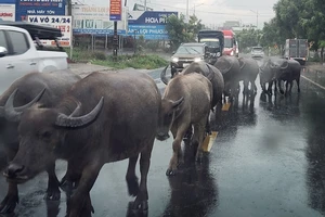 Trâu thong dong trên quốc lộ