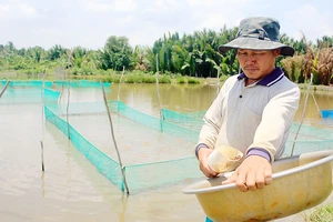 Ông Phong cho cá cảnh ăn