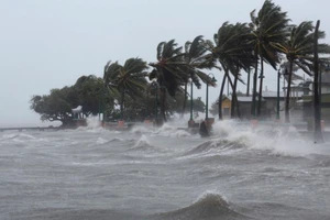 Những cây dừa bên bờ biển bị siêu bão Irma ở Fajardo, Puerto Rico ngày 6-9-2017. Ảnh: REUTERS