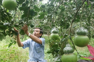 Bưởi hồ lô - hàng “độc” của nông dân Hậu Giang sản xuất cung ứng dịp tết