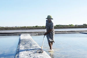 Diêm dân chăm sóc ruộng muối ở cánh đồng muối An Ngãi 