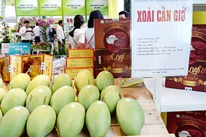 Trồng xoài cát, thu nhập cao