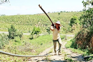 Người dân thôn Phú Ao, xã Tà Hine, huyện Đức Trọng (tỉnh Lâm Đồng) kéo ống lên đồi cao đưa nước về tưới cà phê. Ảnh: ĐOÀN KIÊN