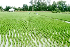 Luân canh mô hình tôm - lúa hợp lý giúp nông dân Vĩnh Phong vươn lên khá giả