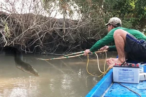 Kích điện bắt cá vẫn lộng hành