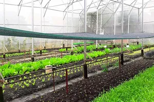 Trồng rau sạch ở Long An