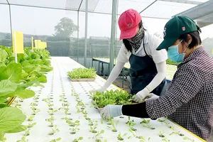 Đưa công nghệ cao vào sản xuất nông nghiệp