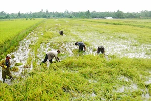 Giảm 30.000ha lúa thu đông mùa lũ