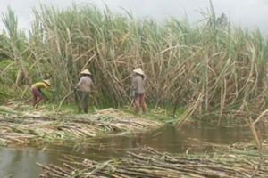 1.000ha mía ở Hậu Giang nguy cơ bị ngập lũ