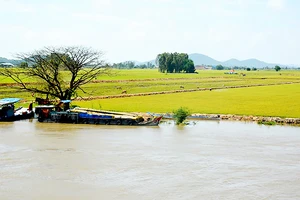 Nhiều diện tích lúa thu đông ngoài đê bao bị lũ đe dọa