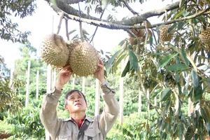 Nông dân huyện Đắk Mil phấn khởi khi thị trường sầu riêng được giá