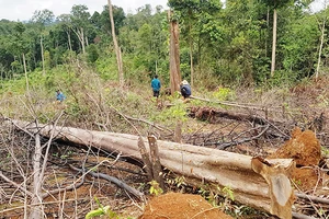 Điều tra vụ chặt 2,5ha rừng phòng hộ