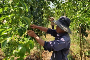 Đắk Nông chuyển hướng làm nông nghiệp sạch