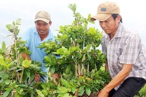 “Đạo” ở làng mai