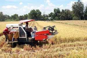 Những đồng lúa nhiệm màu