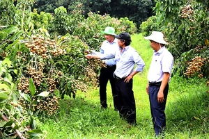 Vườn nhãn Ido ở Truông Mít (huyện Dương Minh Châu, tỉnh Tây Ninh)