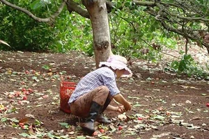 Chậm chi trả tiền hỗ trợ dân mất mùa điều